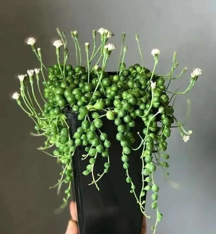 #Крестовник (Senecio) — это неприхотливое и очень разнообразное растение .