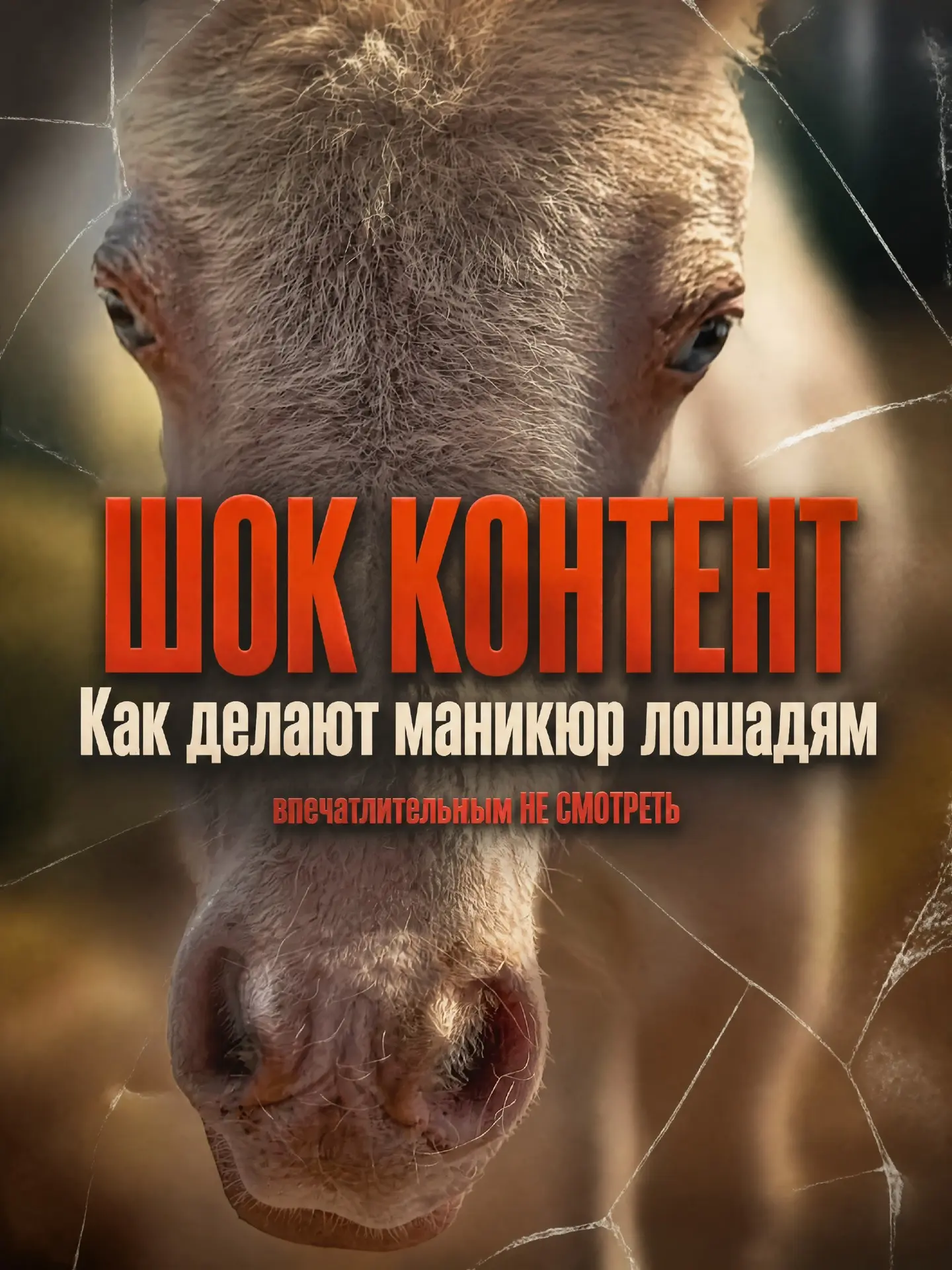 Зачем лошадям и осликам стригут копыта?