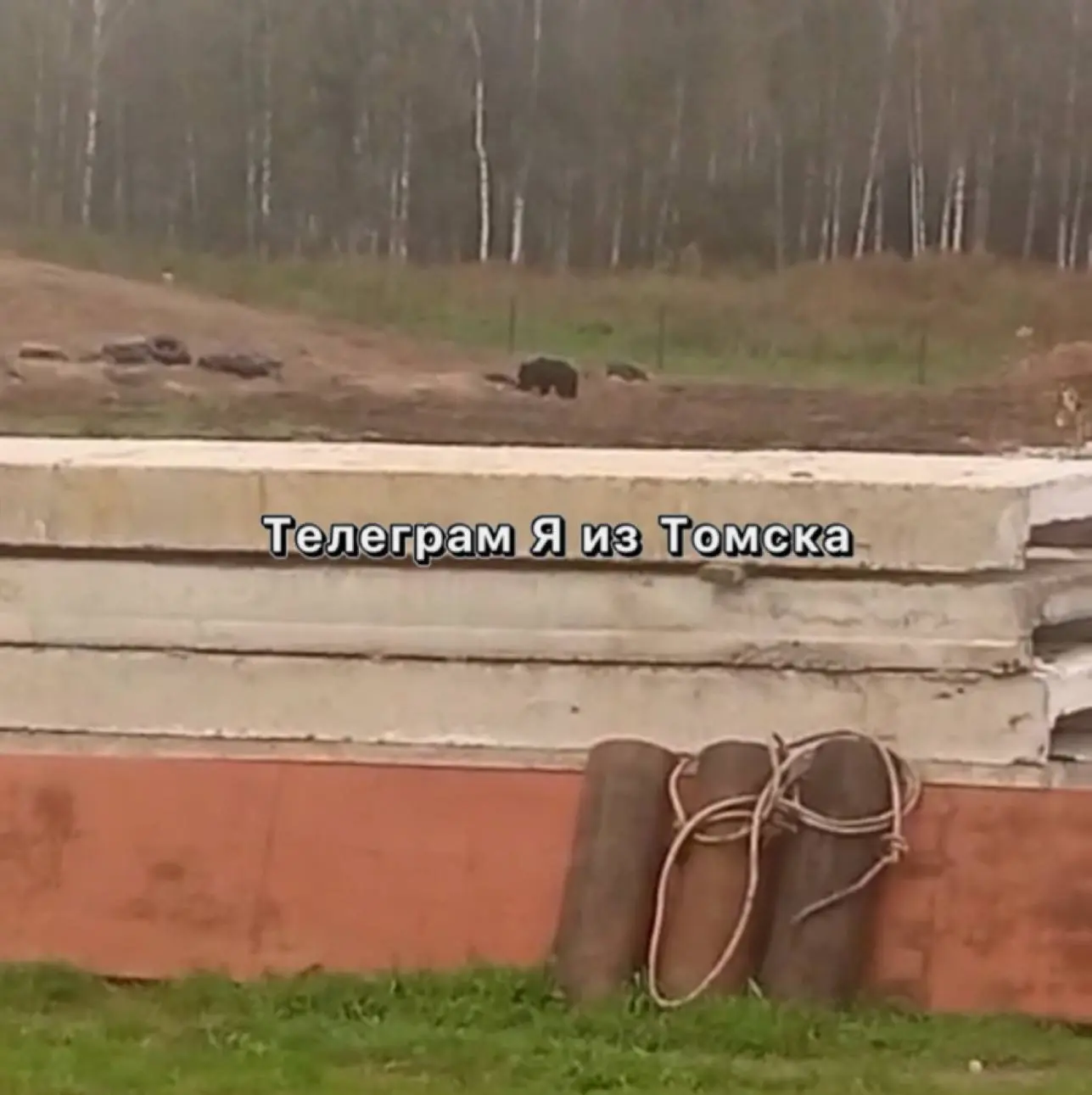 🐻 В деревне Богословка заметили медведя
