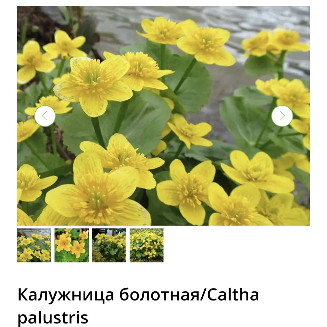 Друзья, в нашем питомнике большой ассортимент прибрежных растений. Качественный посадоч...