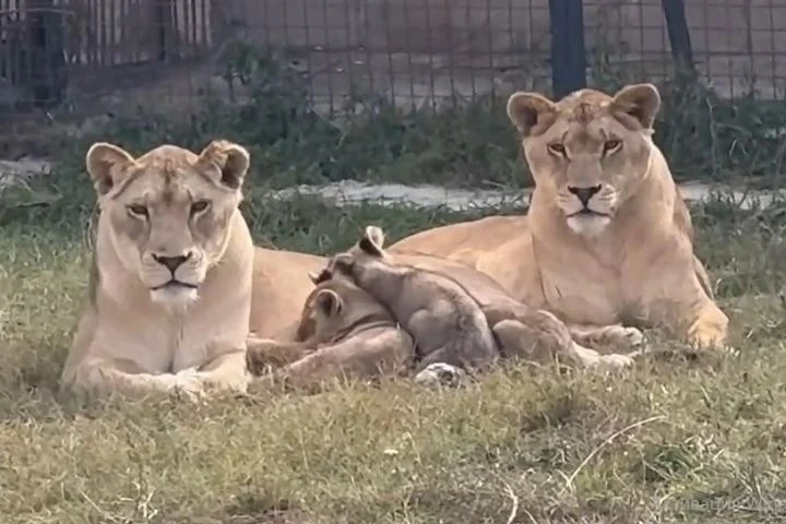 🦁 Малыши-крепыши: в «Тайгане» показали подросших детей Симбы