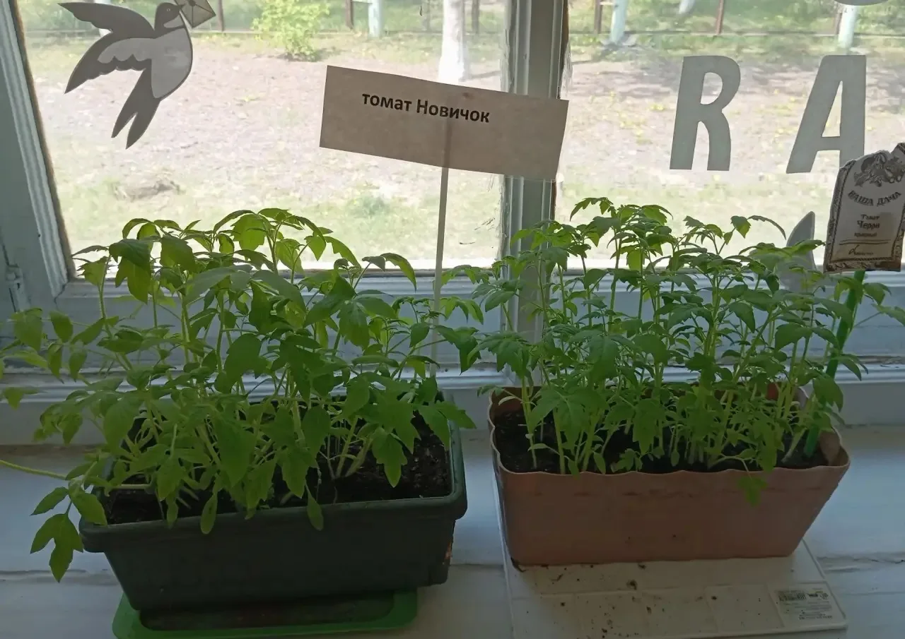 🌱 Наш помощник — огород! 🌱  Ребята 2 «В» класса уже вовсю готовятся к новому огородному сезону!  Мы 