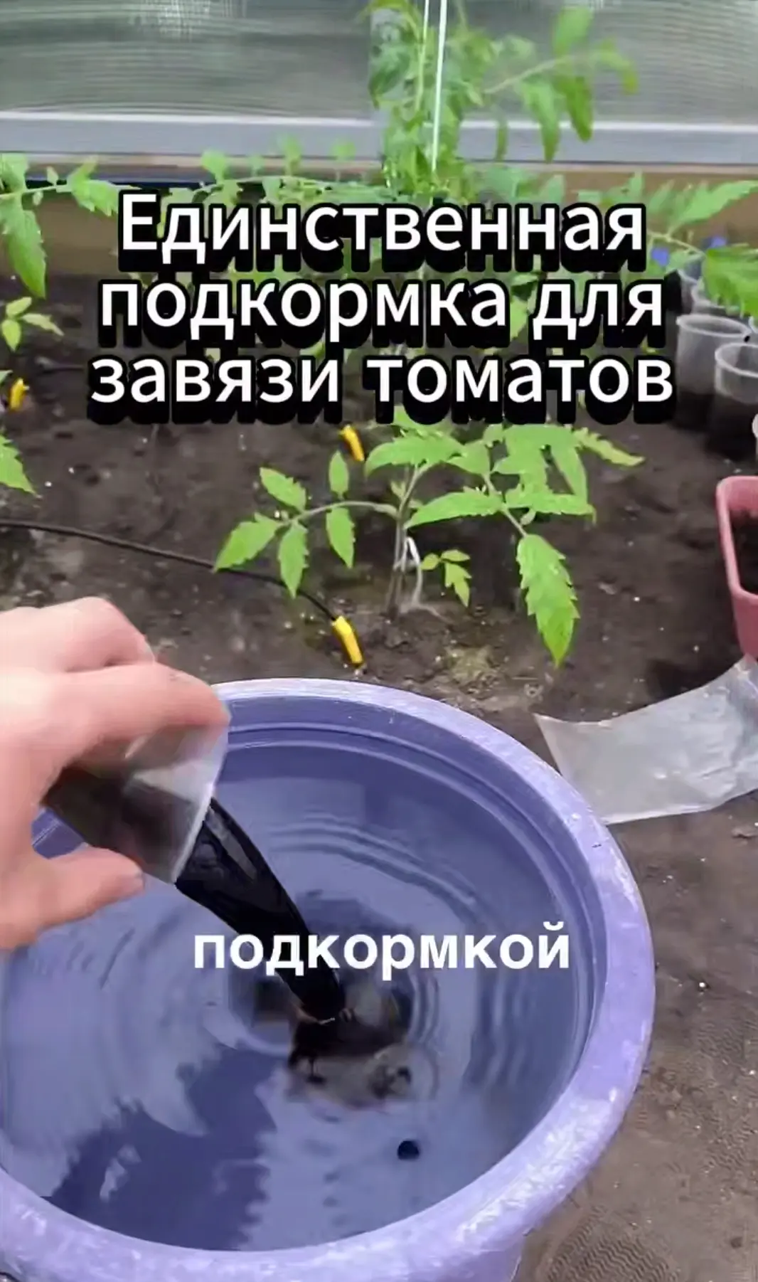 Подкормка для завязей помидоров 🍅

Огород и дача - большая удача!