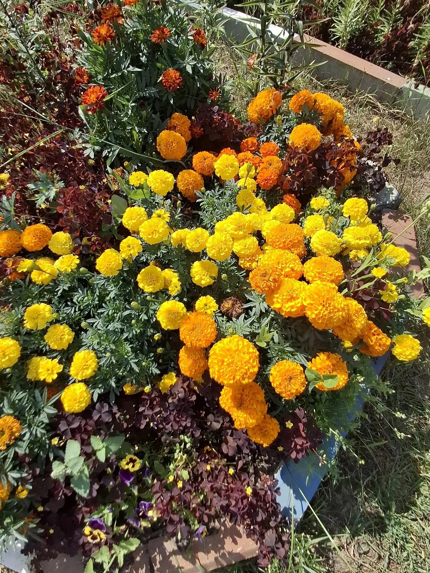 🌼Доброе цветочное утро