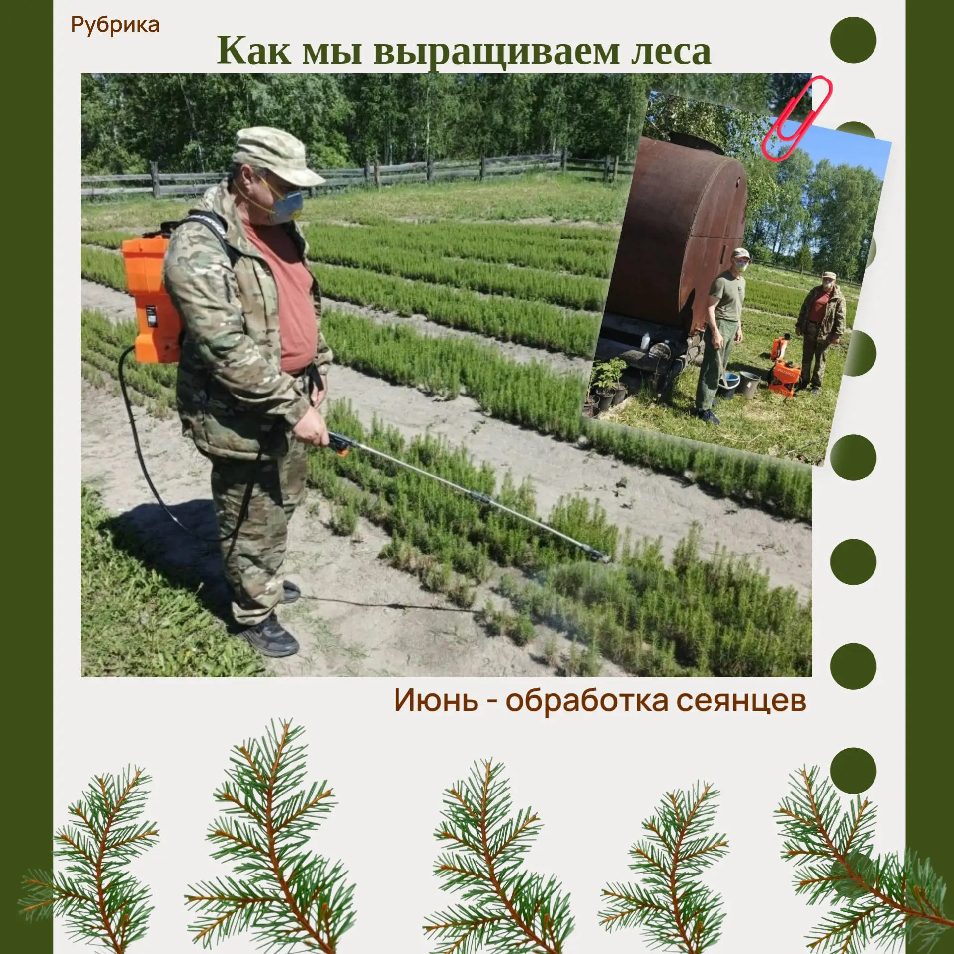👍Уже третью обработку лесного питомника провел в этом году Муромцевский лесхоз. 

💚На первом фото 