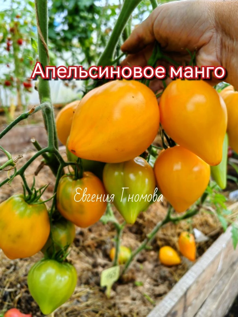 16-17 августа ближайшая отправка семян, томатов / перцев. 📦( почта, Сдек или озон на В...