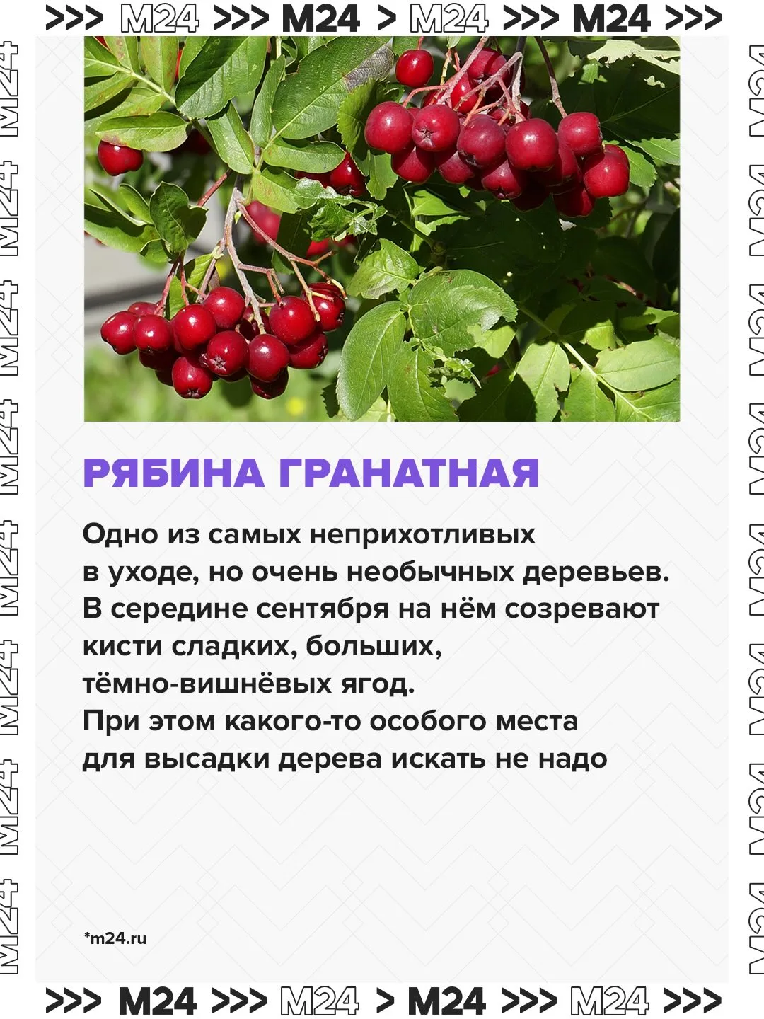 Как превратить подмосковную дачу в участок около Сочи? Высадить там инжир, миндаль и гранатную рябин