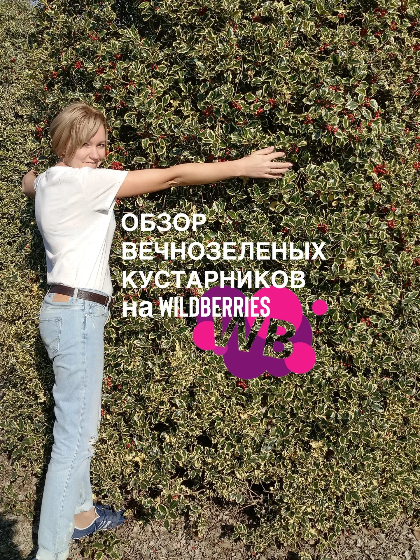 Обзор вечнозеленых кустарников из нового поступления Wildberries 💜: ✔️Падуб остролистный Аляска (арт