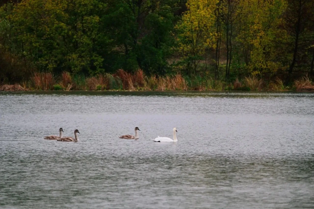 🦢 На Сызранке снова заметили лебедей и уток