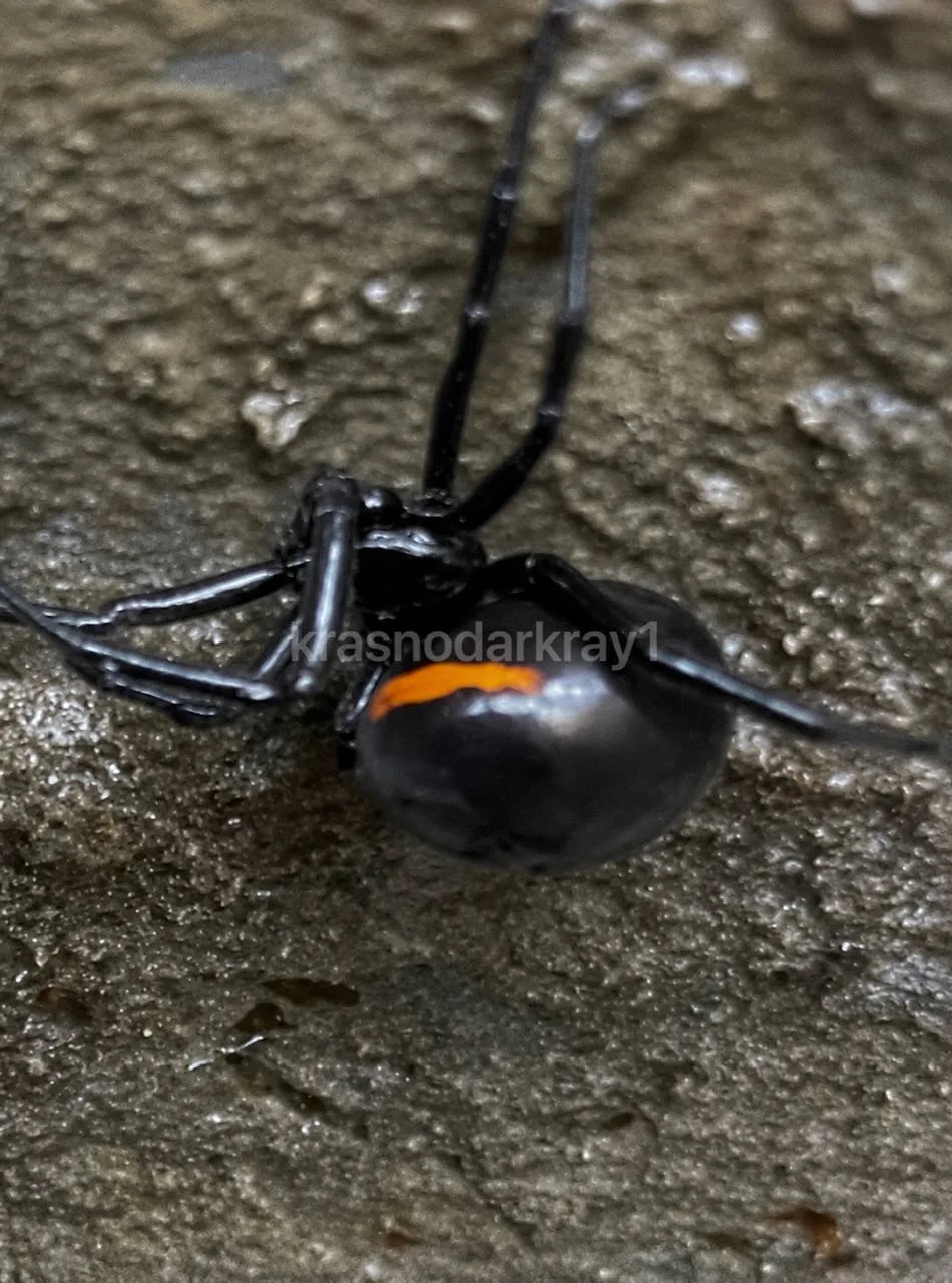 В Апшеронске местные жители заметили паука 🕷️  Ваше мнение: ❤️- выглядят безопасно  🔥- выглядит, как
