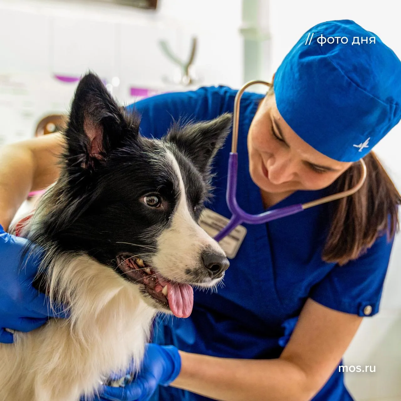 🐶 Сегодня День ветеринарного работника!