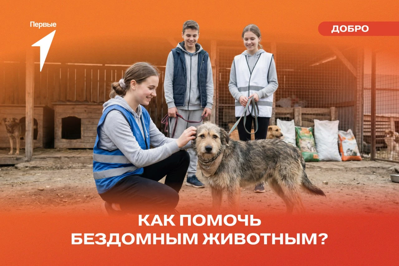 👍 Как можно позаботиться о бездомных животных?