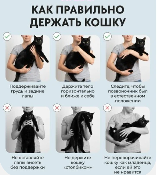 Как правильно держать кошку
