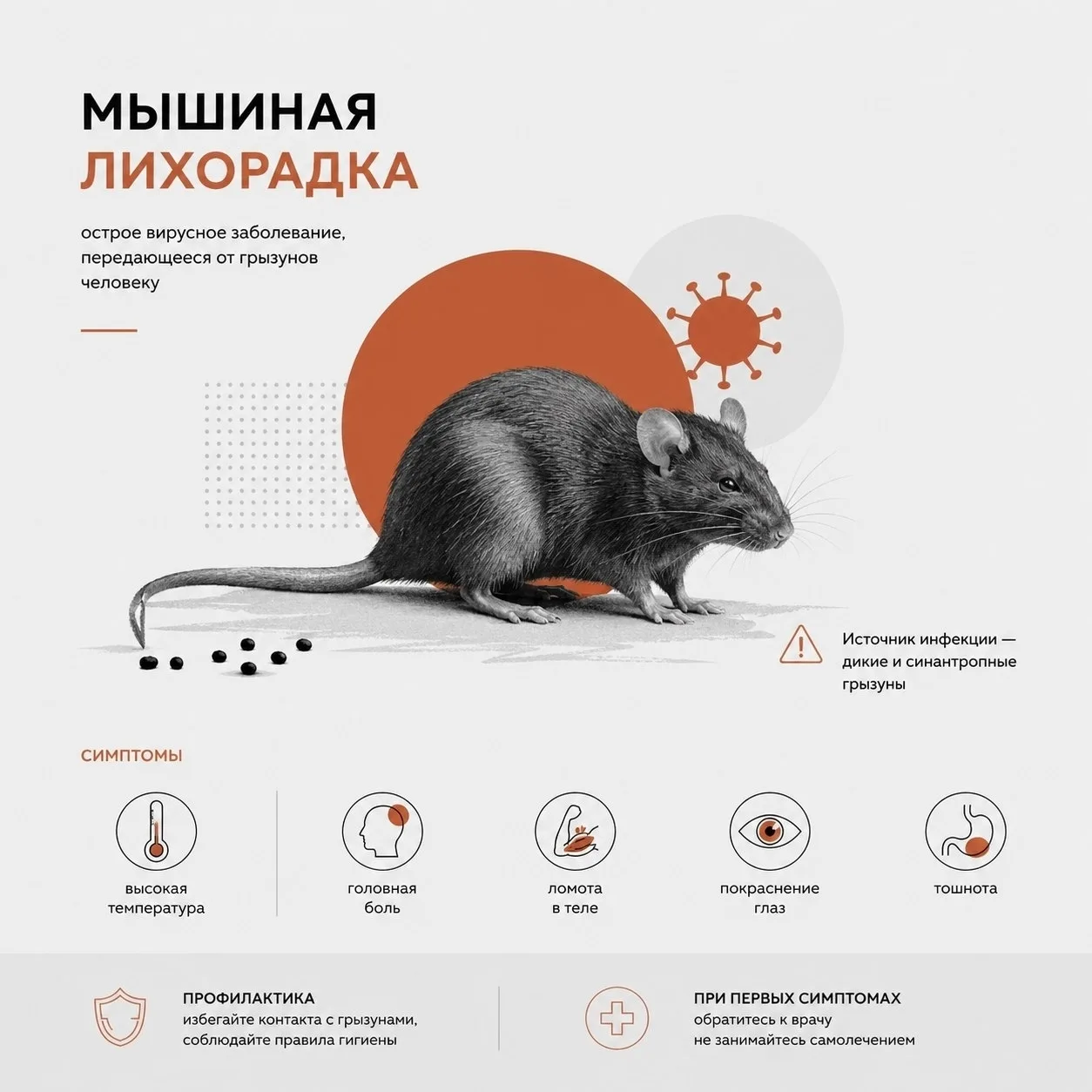 🐭 Мышиная лихорадка: что важно знать