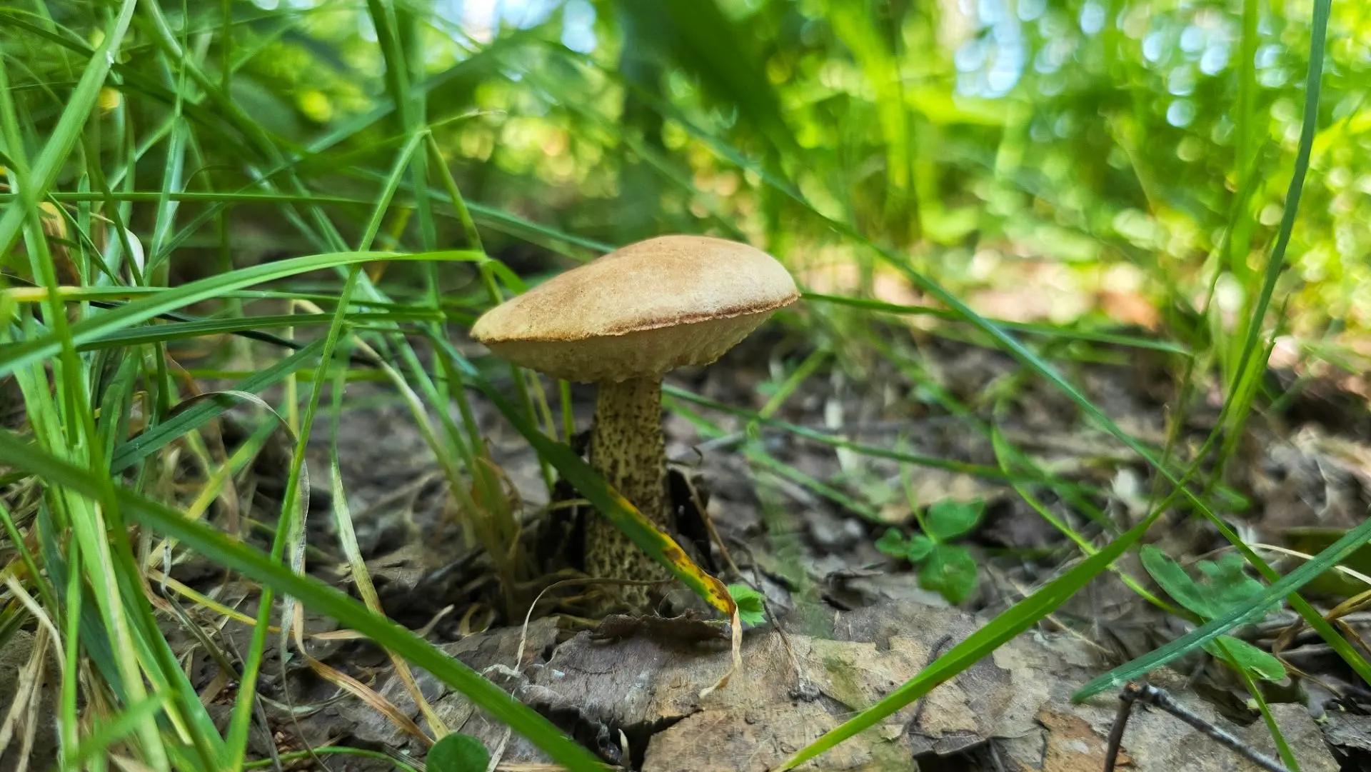 Доброго лесного июля!