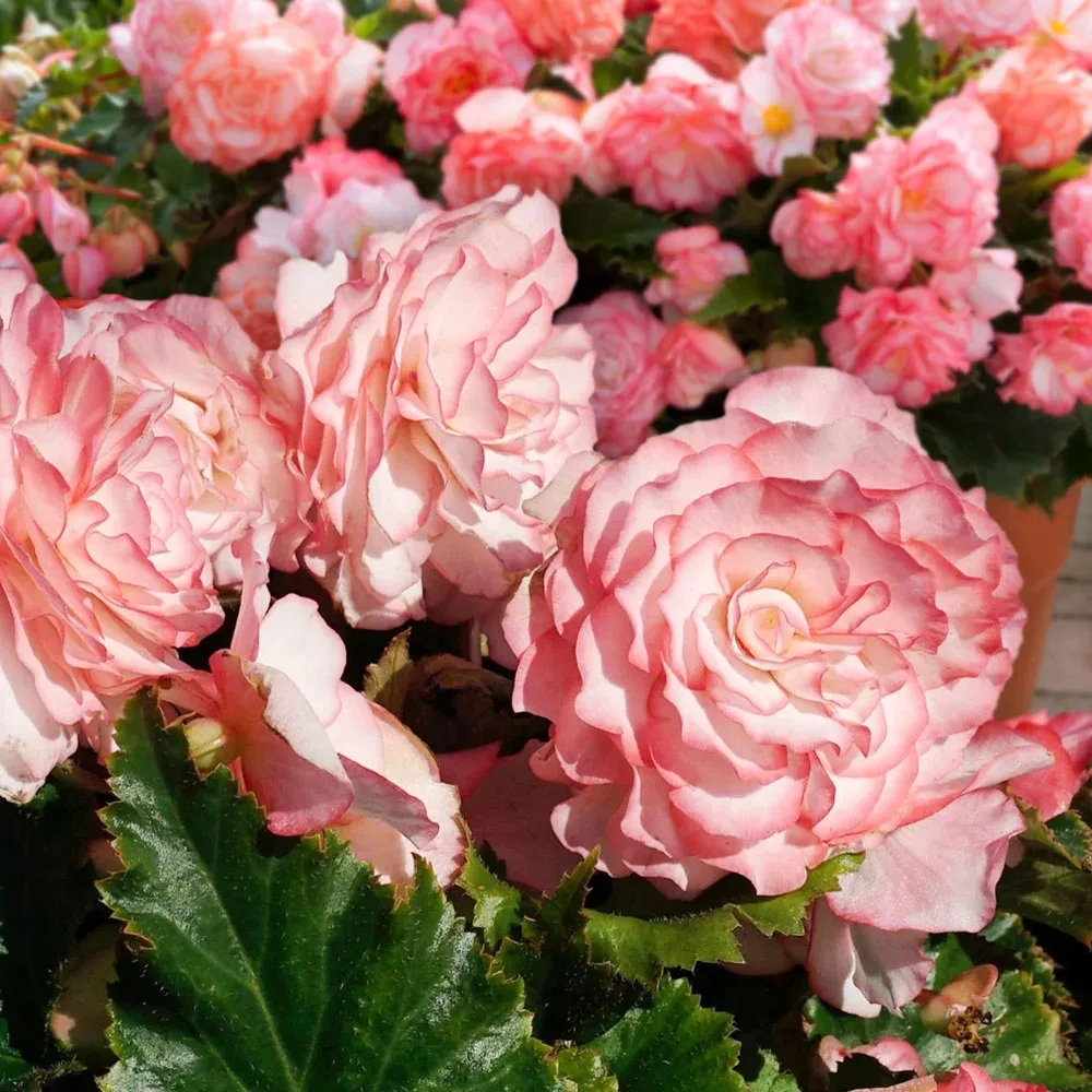 Новинки клубневых бегоний для вдохновения! 🌺  Готовы превратить балкон, террасу или клумбу в выставк
