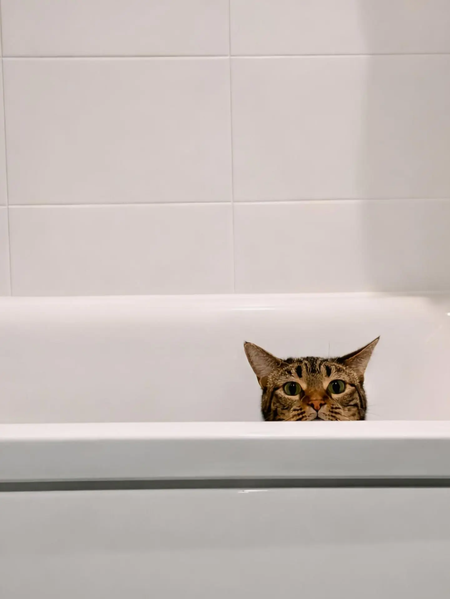 😸Отчёт «Чистого Мира»