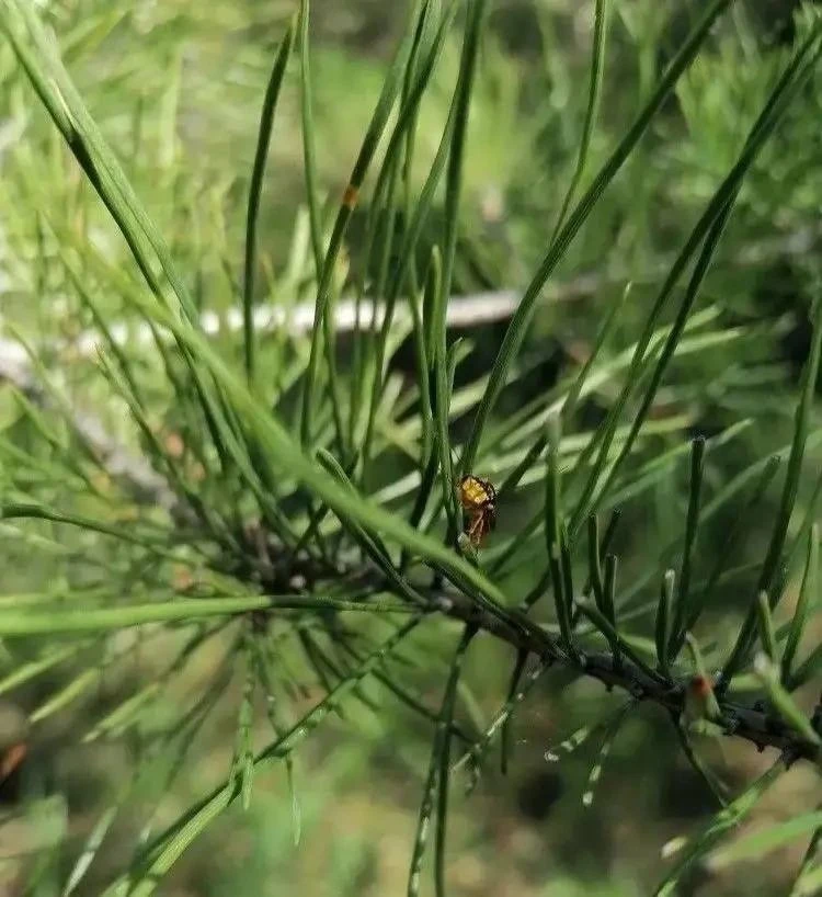 🌲Лесничества Оренбуржья обработают от опасных вредителей    #Про_Общество    C 25 мая начнется обраб