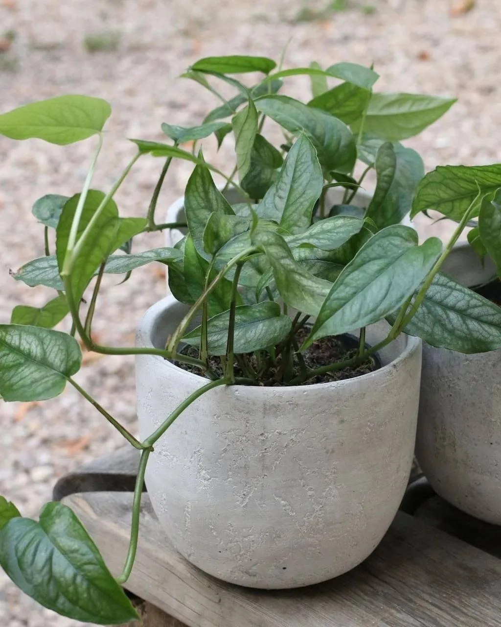 Монстера Силтепекана 🌱