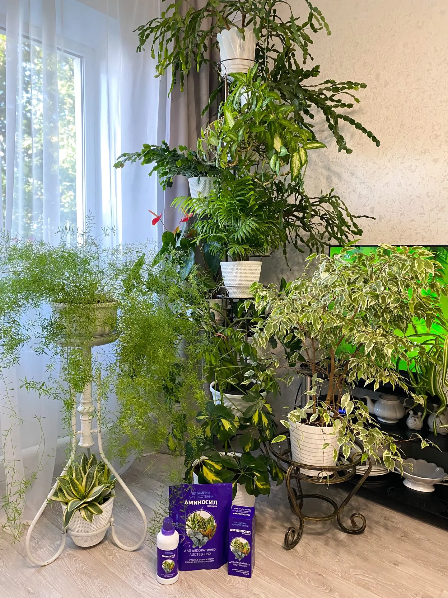 🌿 Друзья, на днях я делала небольшой обзор на свои домашние зеленые «джунгли», на фоне...