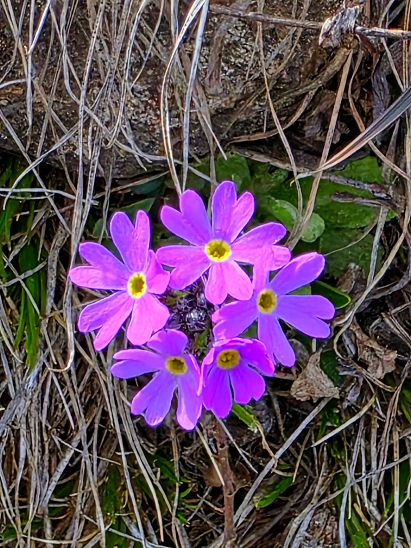 🌸 Там, где ещё лежит снег, а ветер шепчет зимние сказки, распускается она — примула холодная (Primu