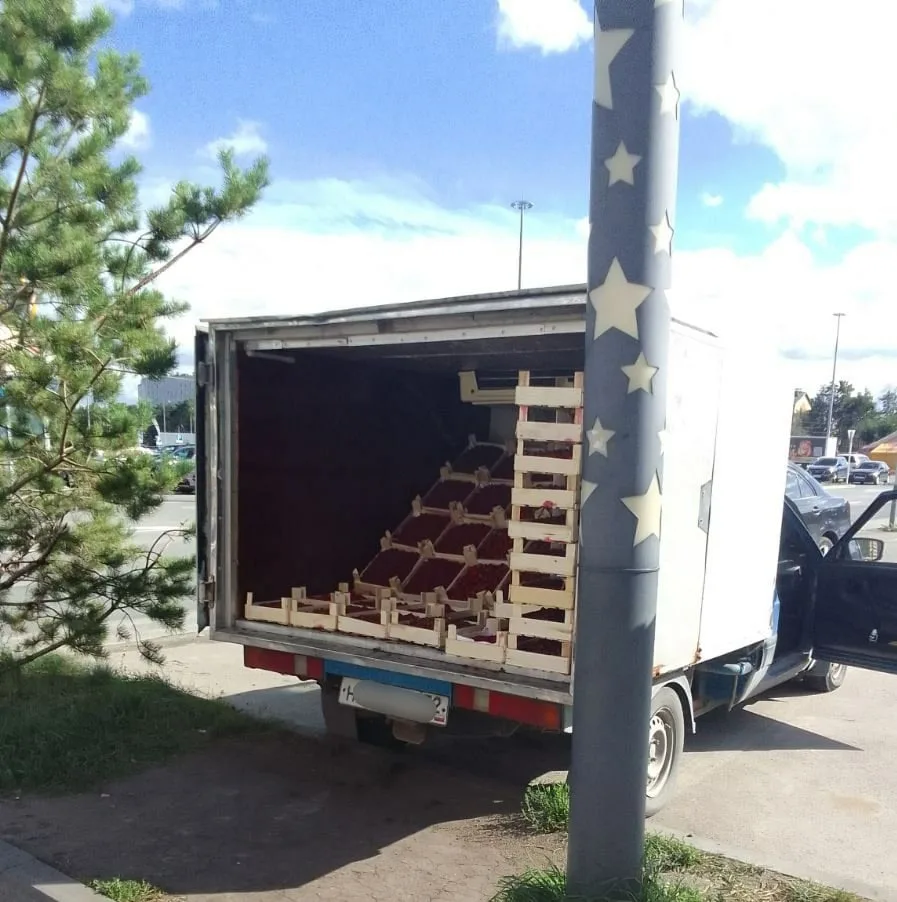 Уличную торговлю фруктами пресекли тюменские власти.