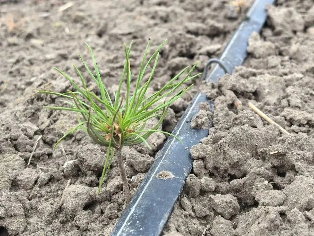 🌳 Семена крымской сосны взошли в Голопристанском лесхозе