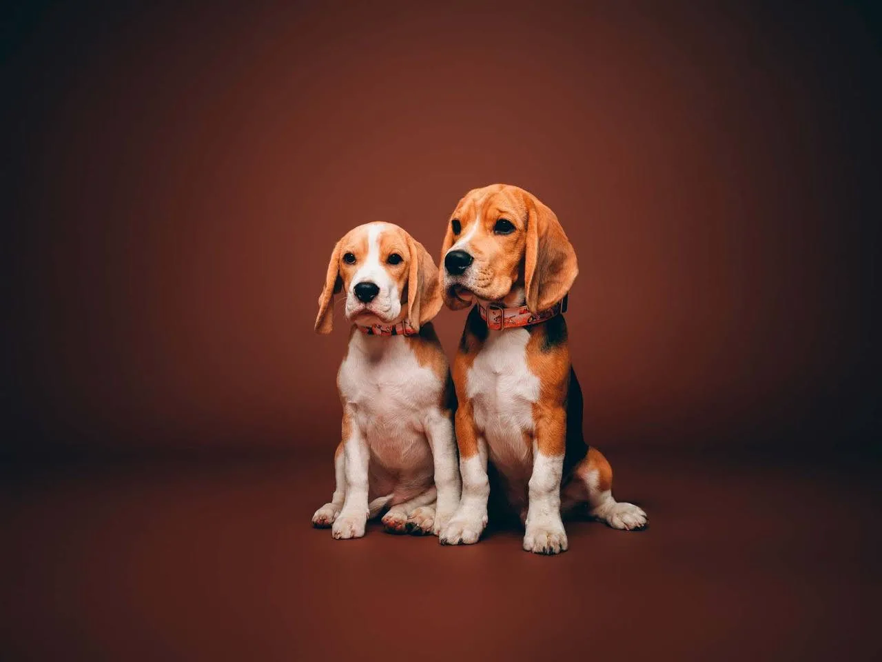 Что ж, если вам так нравятся щенки - ловите новую порцию милоты. 🐶🤍

Принт «Бигли 3.0» - это настр