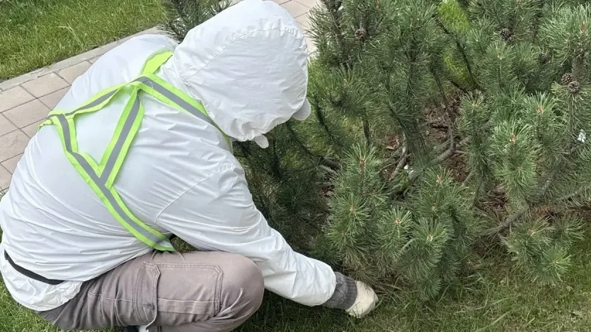 🌳Продолжаем заботиться о зелёных насаждениях на территории ЖК «Дзен-кварталы».