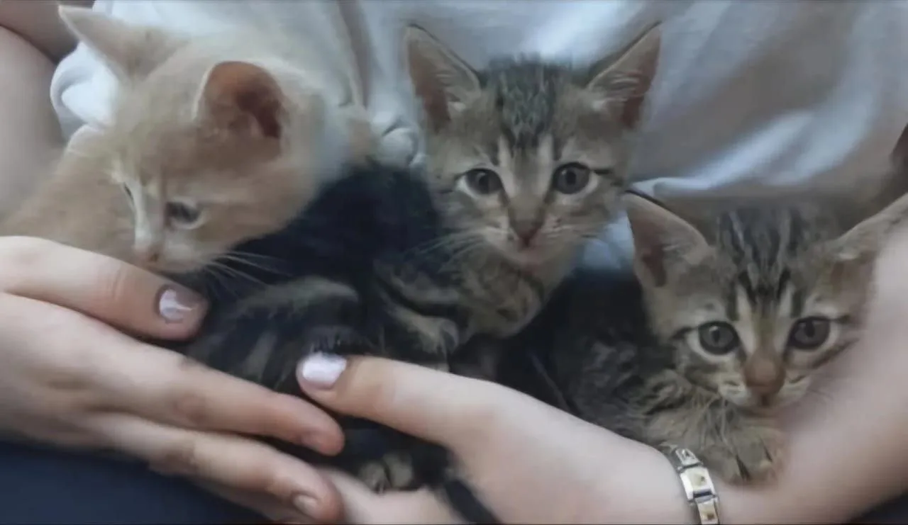 Котята в добрые руки, 1,5 мес. персиковый- мальчик, полосатики -девочки!  Последние на фото 2,5 мес.