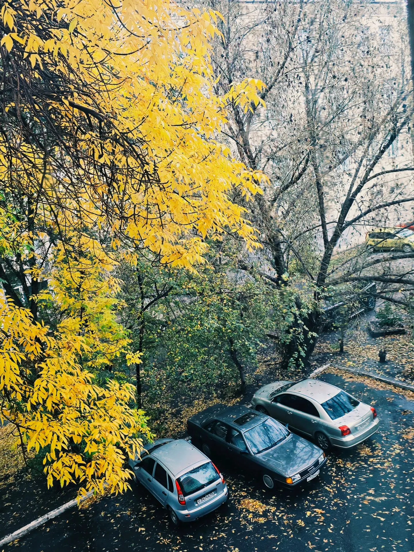 Осень в любимом городе 🍂