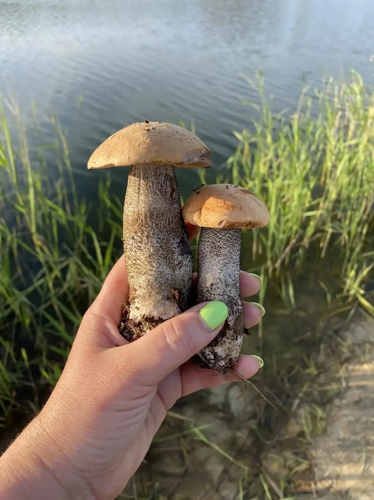 Такие вот красавчики попались тюменцам 🤩

А вы любите наведываться в лес за грибами?

❤️ — да! С не