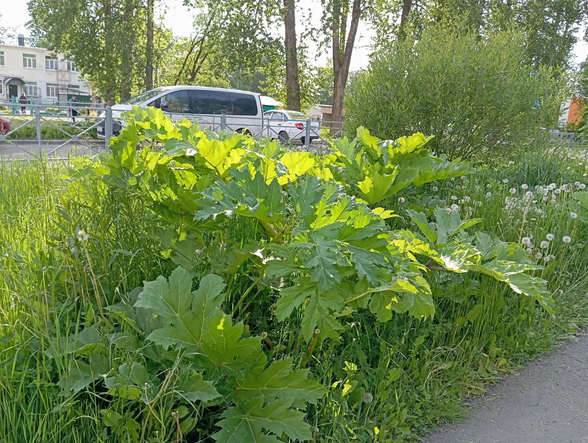 Борщевик подбирается к центру города, Школьная, 65. Кто в администрации отвечает за бор...
