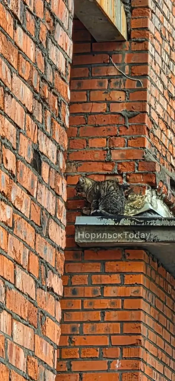 «На Первопроходцев, 10 кошка сидит со вчерашнего дня, выпала по ходу с квартиры. Она вс...