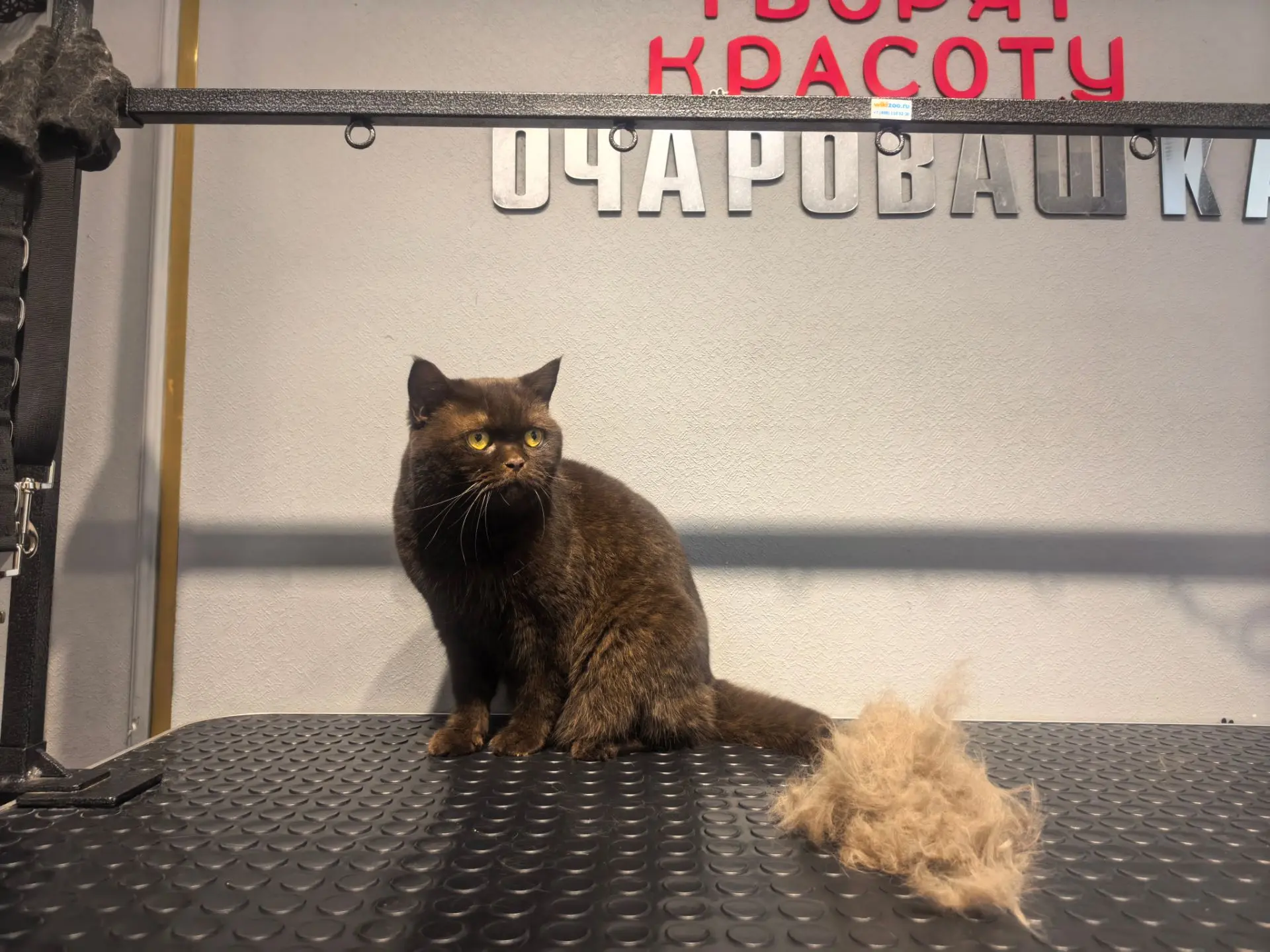 Мы с Бетти сегодня доделали начатое. Еще раз прочесались, помылись, посушились и выдули...