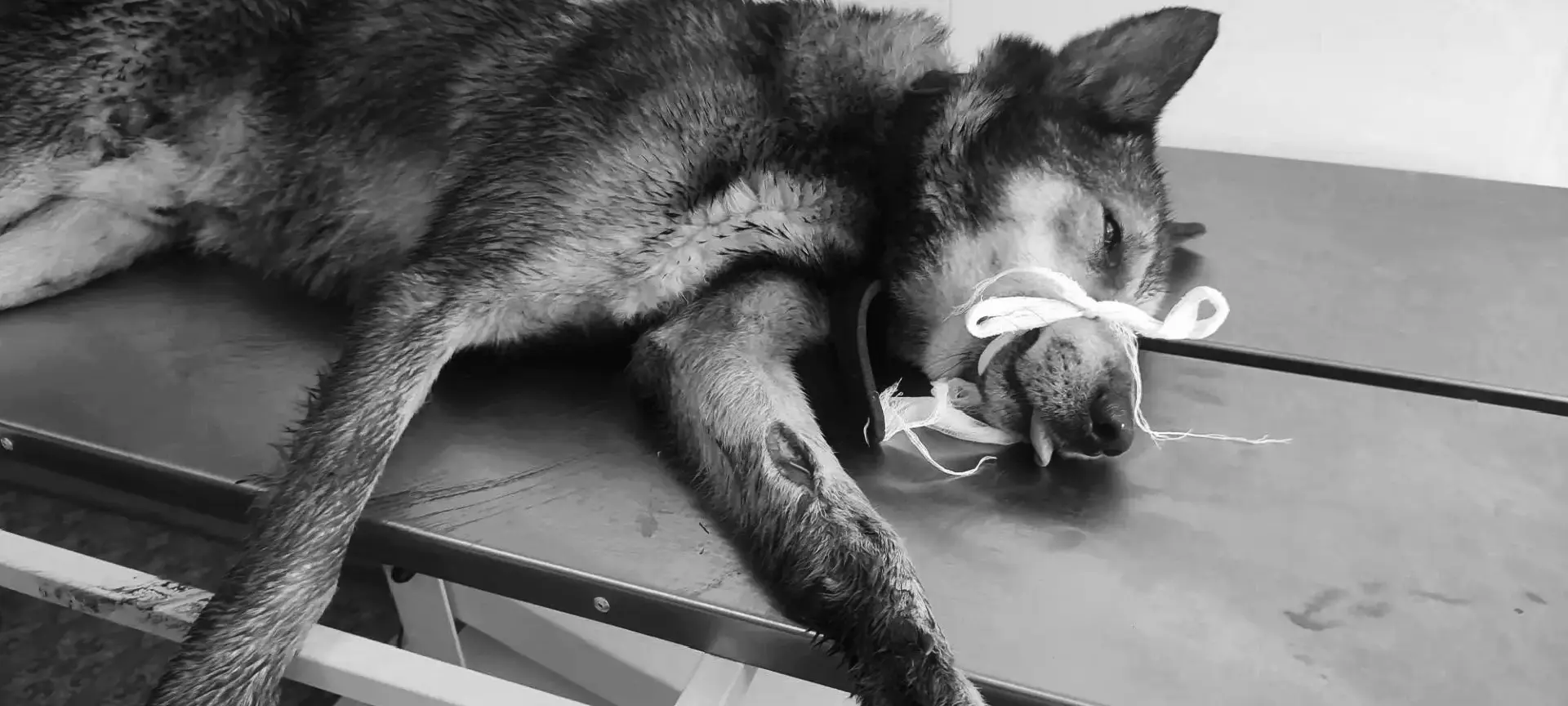 Во время любительской охоты на кабана пострадали две собаки — Пурга и Соболь. Владельцы...