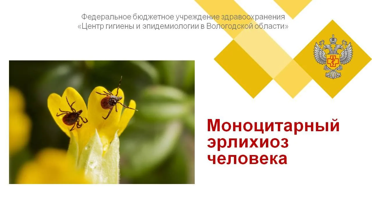 ❓Что такое моноцитарный эрлихиоз?
Это природно-очаговая трансмиссивная инфекция, вызываемая бактерия