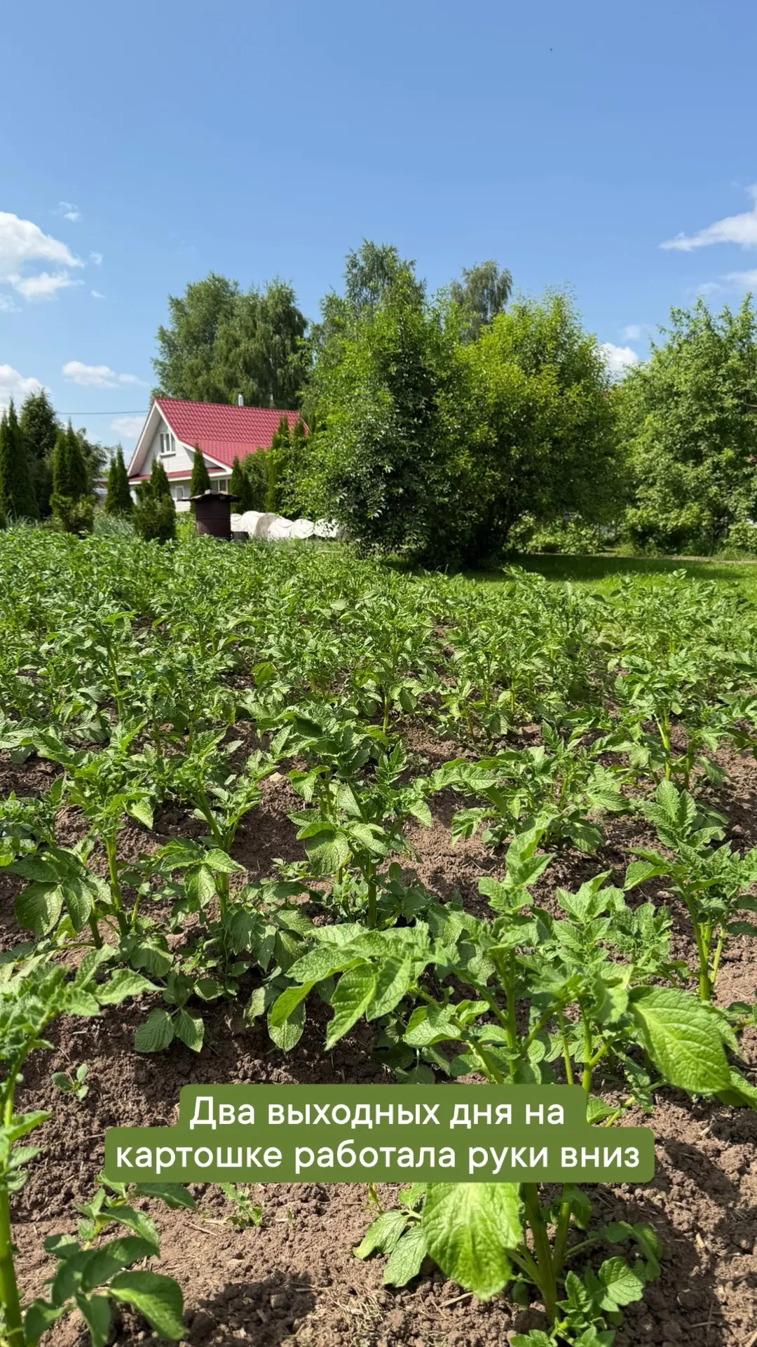 Два выходных дня я в огороде руки вниз работала. Сегодня до полуночи мои Руки вверх будут! 

Ну а за