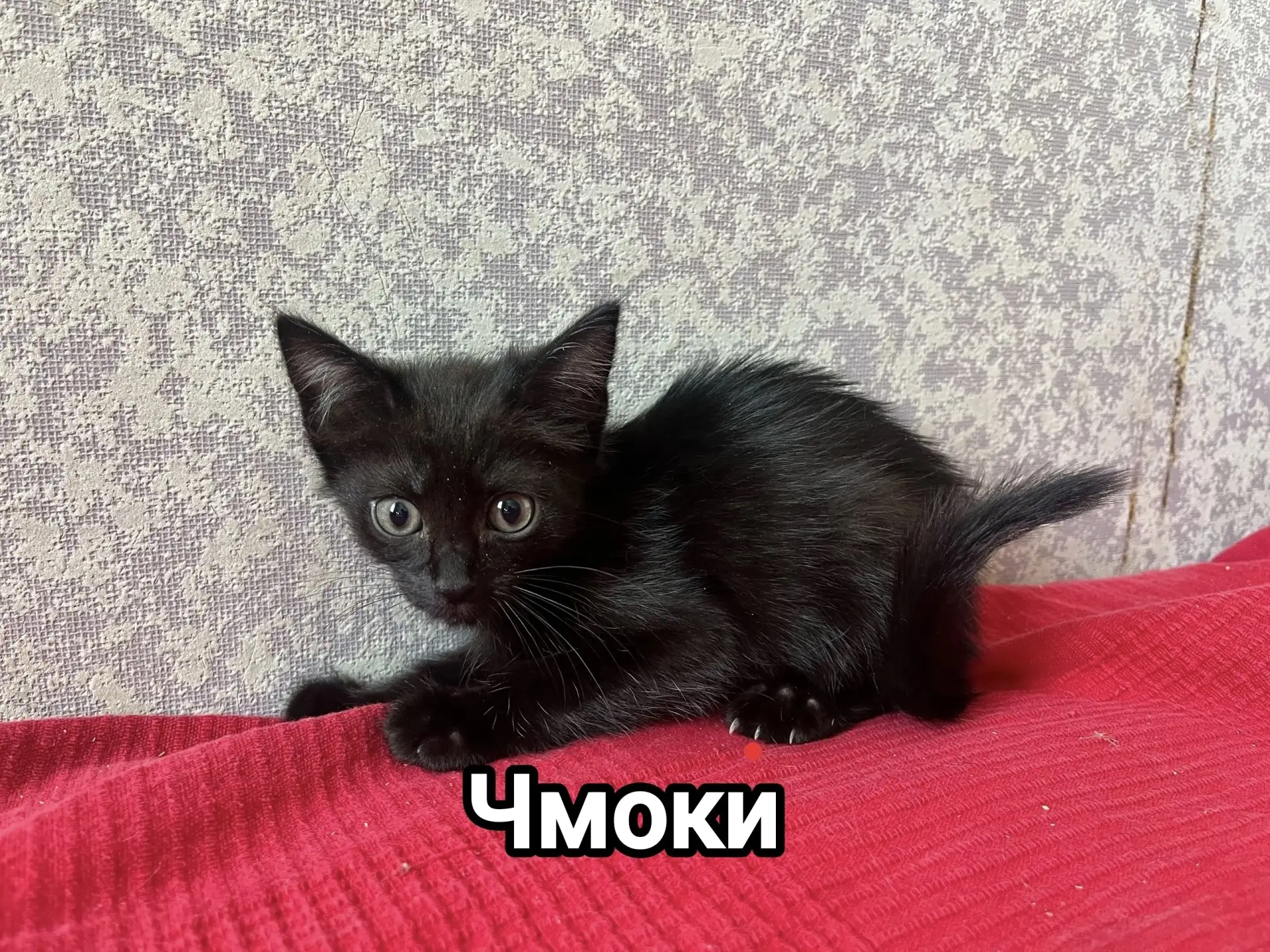 «Четыре чёрненьких чумазеньких чертёнка…» — эта скороговорка крутится в голове с тех пор, как мы поз