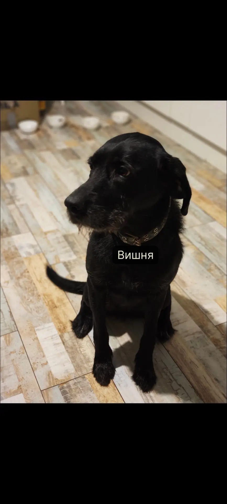 КТО В ДОМЕ ХОЗЯИН? Знакомимся с нашей бандой! 🐾