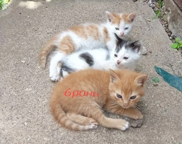 Котята родились 12 апреля (на Пасху)
Рыже-белый 🩵мальчик,
чёрно-белая 🩷девочка .
г.Донецк, Ленинск