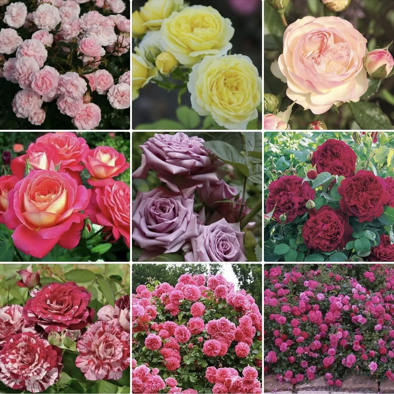 🌹 Розы снова в продаже! Большой ассортимент вновь доступен к заказу!  🌿 Многие сорта, которые быстро