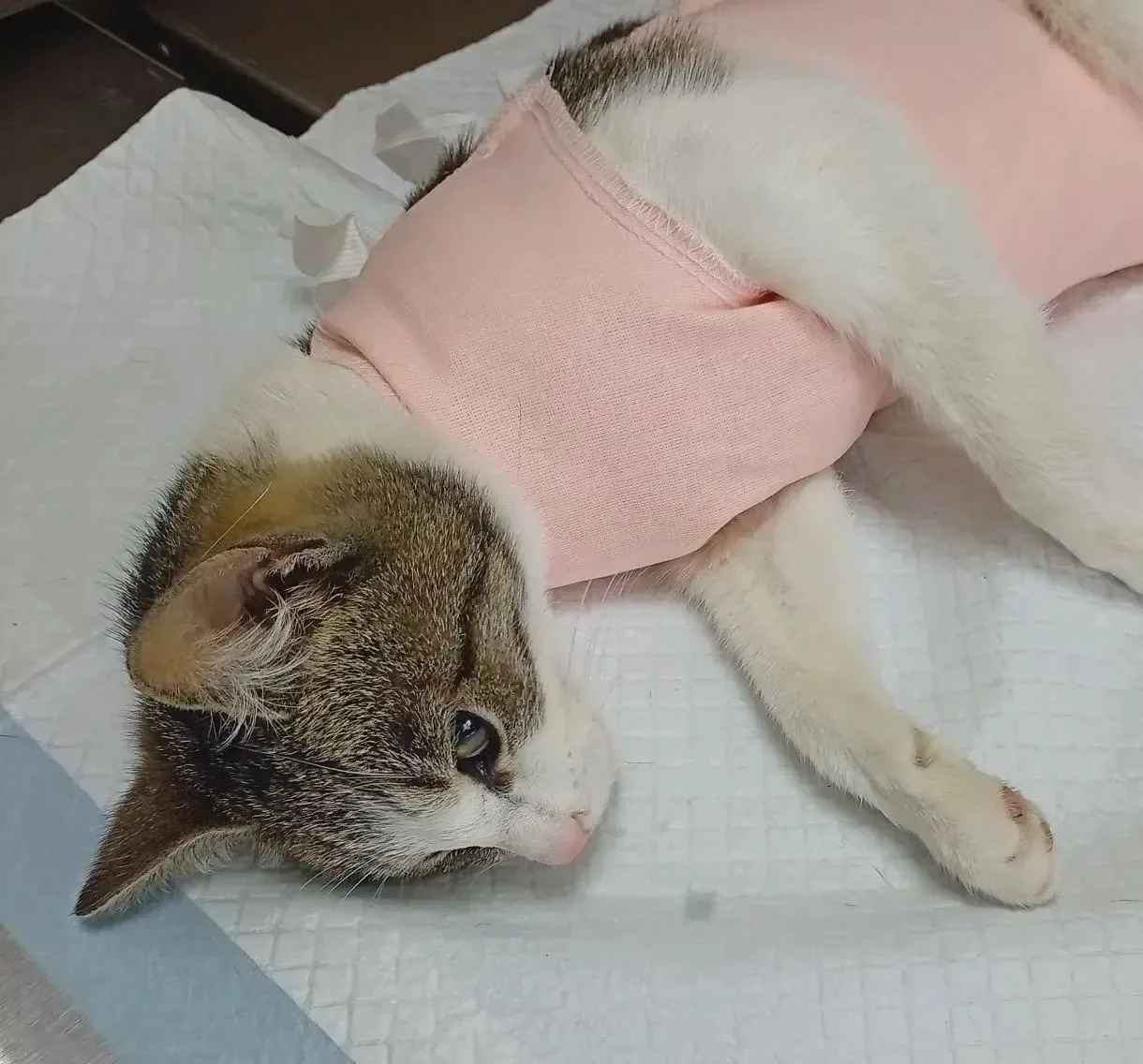 Стерилизация кошки 🐈