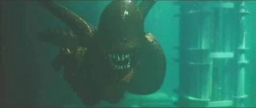 На дне Балтийского моря учёные обнаружили опасного чужого - гребневика Mnemiopsis leidyi. Этот хищни