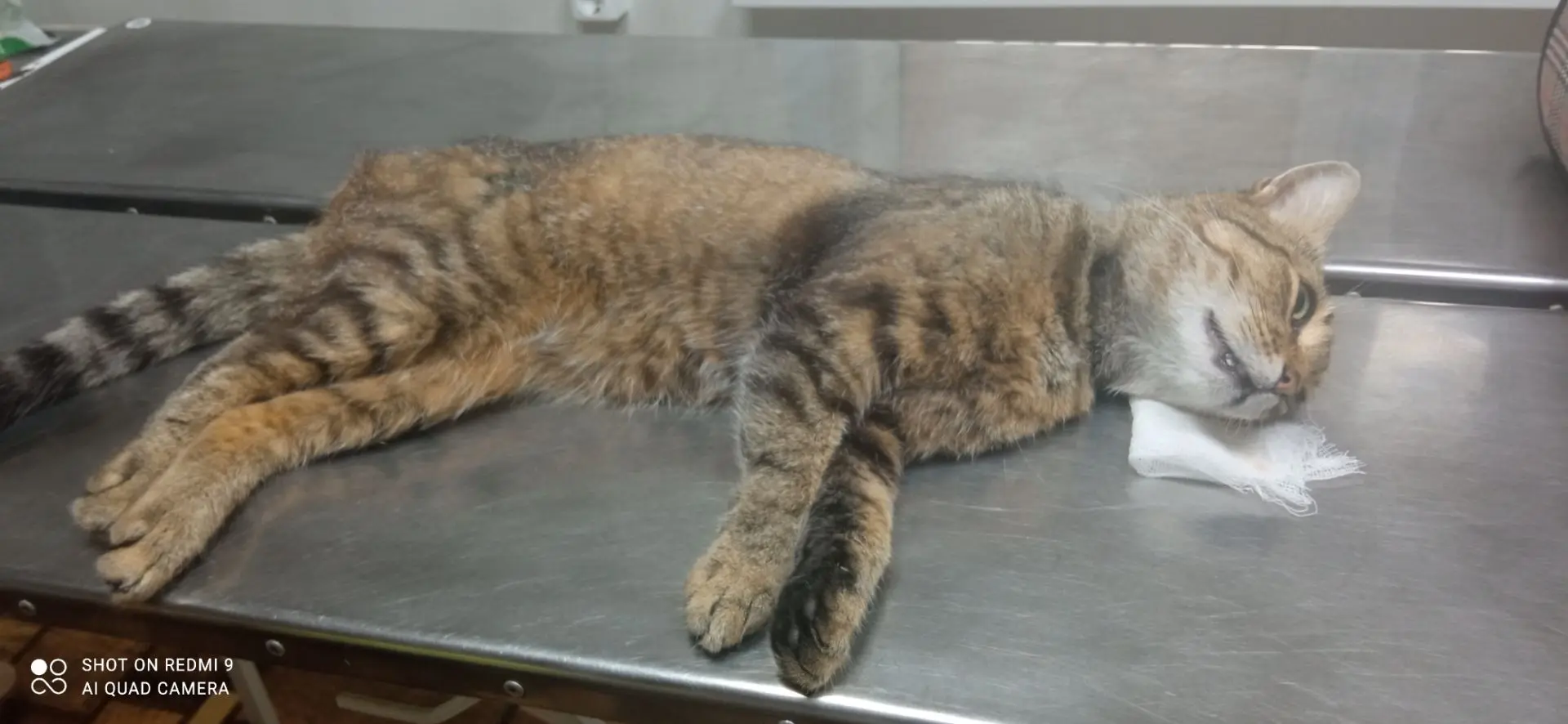 Котик , 2 года🐈
Отсыпается после кастрации💉
✅Кастрация кота – одна из самых популярных операций ср