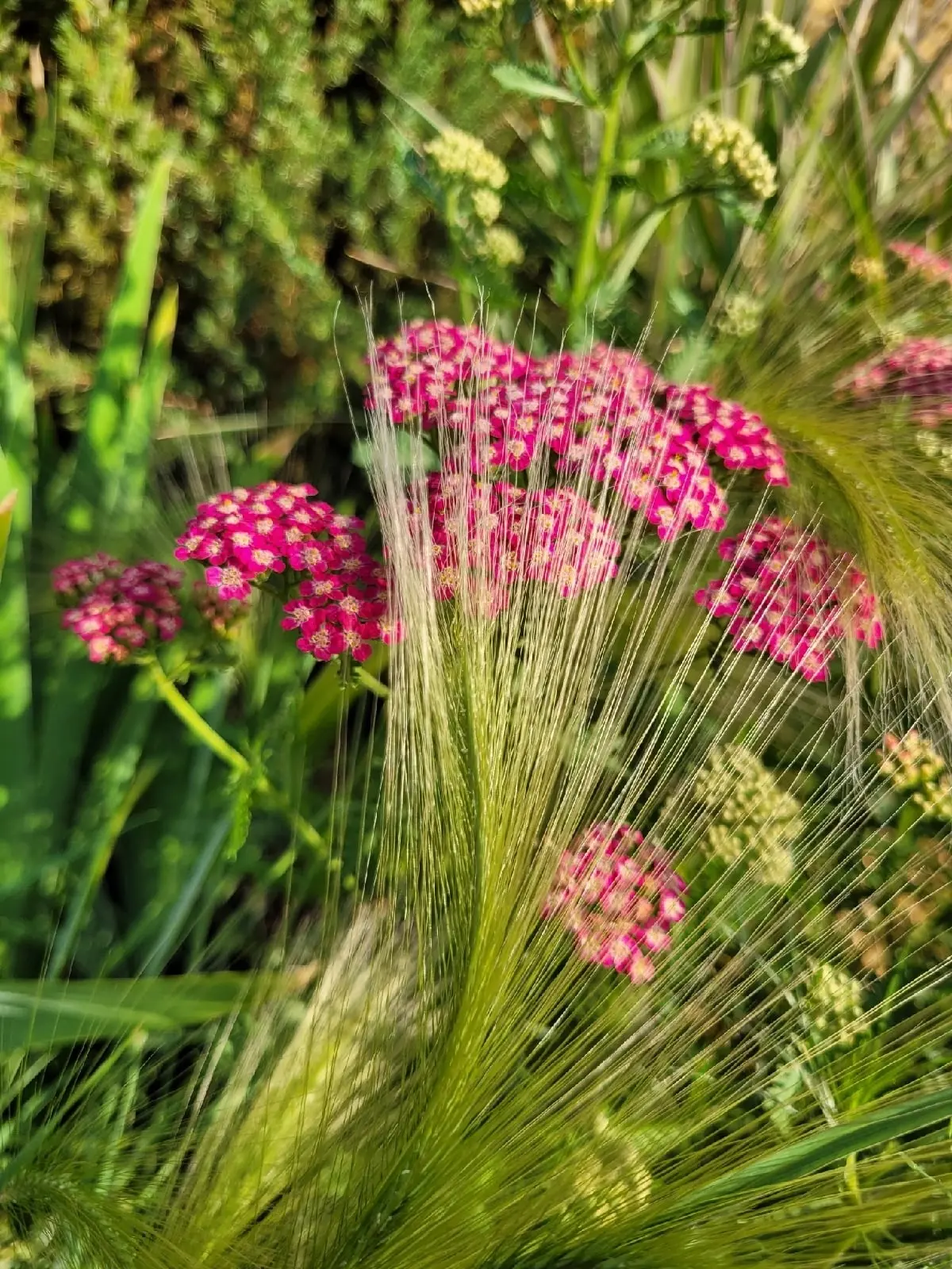 Зацветает ячмень гривастый - многолетний злак. 🌾🌾🌾