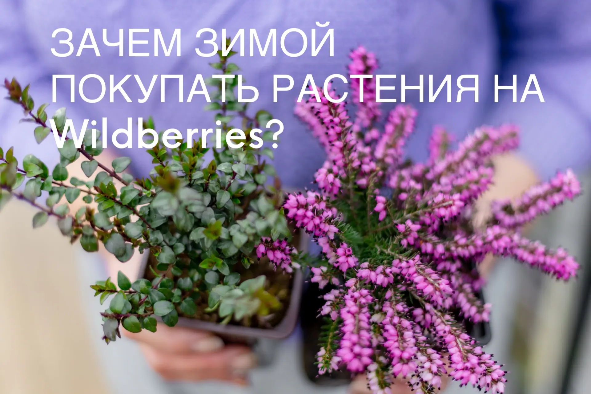 «Зачем заказывать растения зимой?» Отвечаю на частый вопрос.   Недавно ко мне обратилась подписчица:
