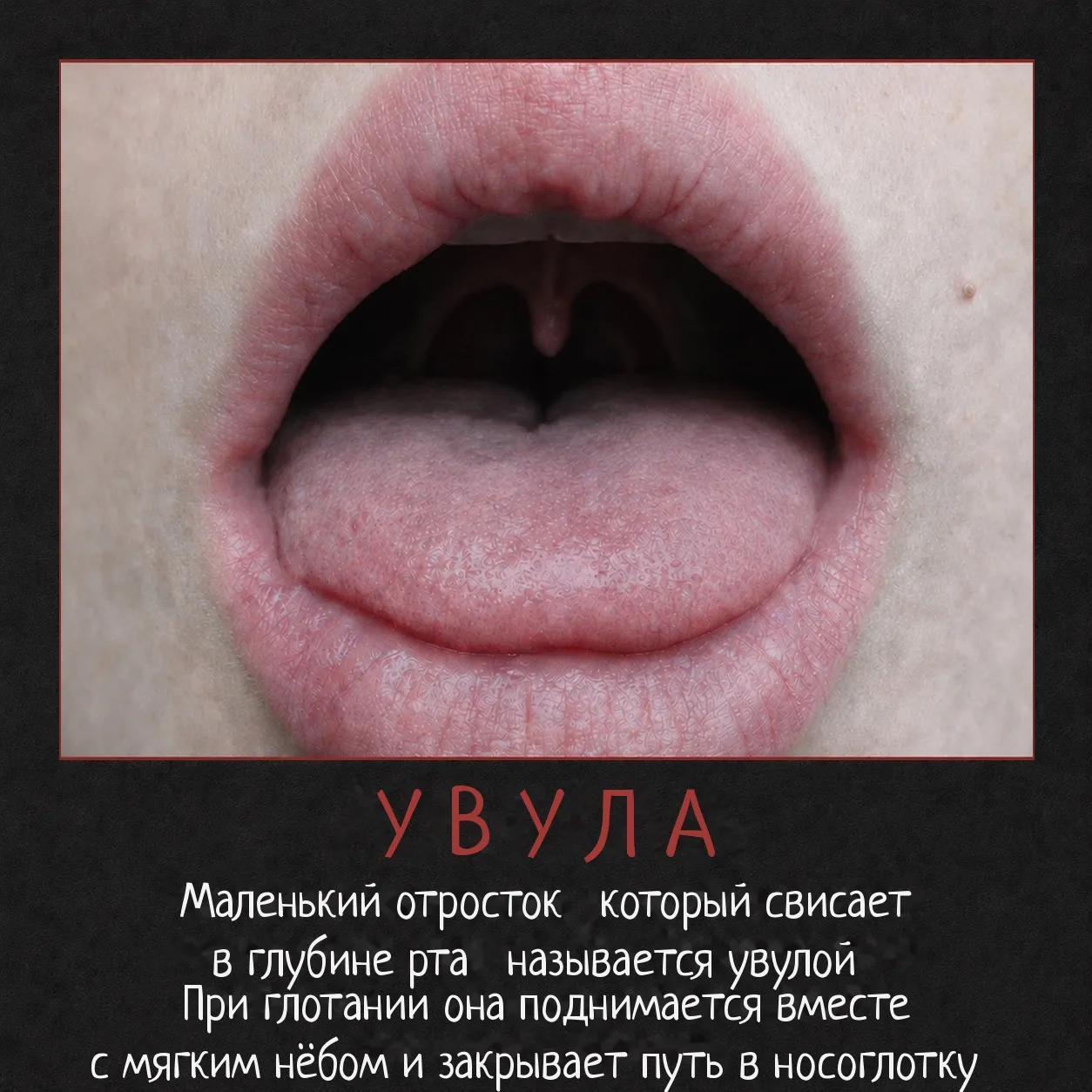 ТЫ ВИДЕЛ ЭТО СОТНИ РАЗ, НО НЕ ЗНАЛ, КАК ОНО НАЗЫВАЕТСЯ 👁️