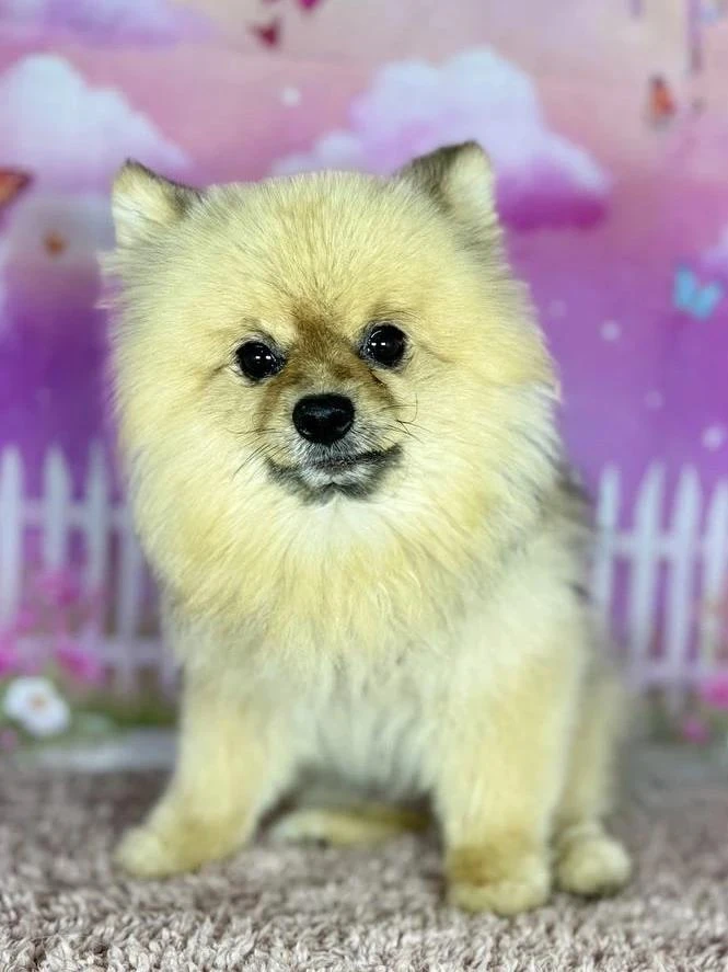 Ищет дом Пауза 🐾✨