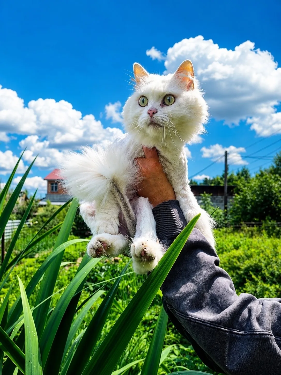 🐾 Знакомьтесь — кот дядя Фёдор! 🐾